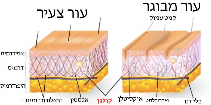 קולגן-לעור